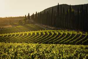 Tenuta di Arceno Vineyards at Sunset